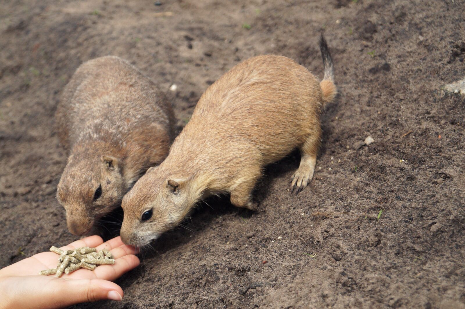 Sony DT 18-55mm F3.5-5.6 SAM II sample photo. Prairie dogs, rodents, animals photography