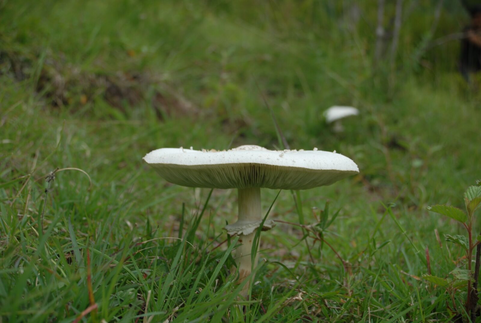 Nikon D200 sample photo. Flora, wild, fungus photography