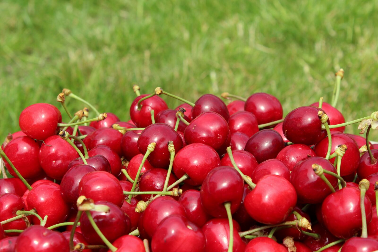 Canon EOS 1200D (EOS Rebel T5 / EOS Kiss X70 / EOS Hi) sample photo. Cherries, mature, season photography