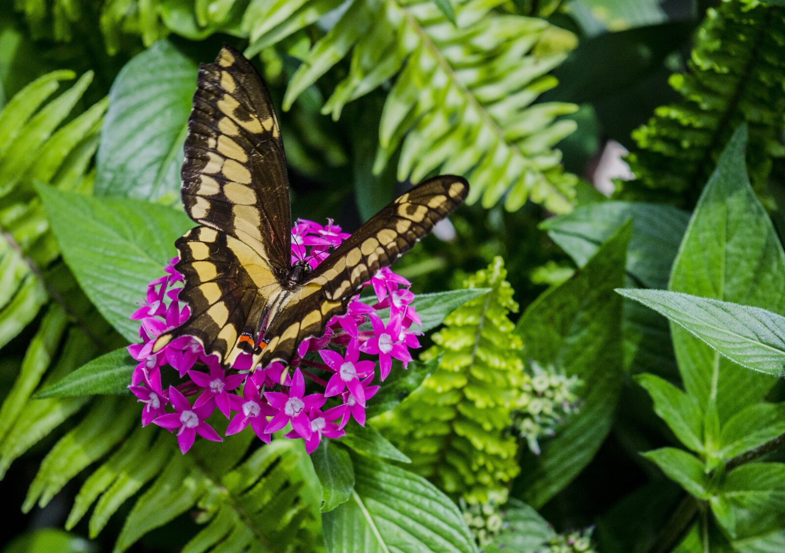Nikon D7000 sample photo. Butterfly, garden, flowers photography