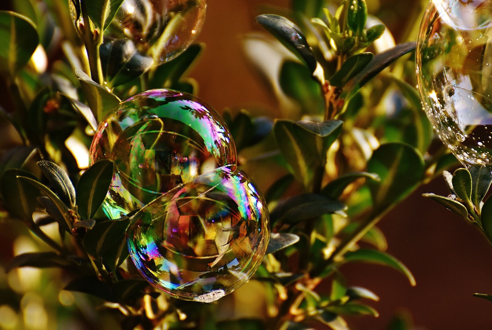 Nikon D7200 sample photo. Soap bubble, colorful, buxbaum photography