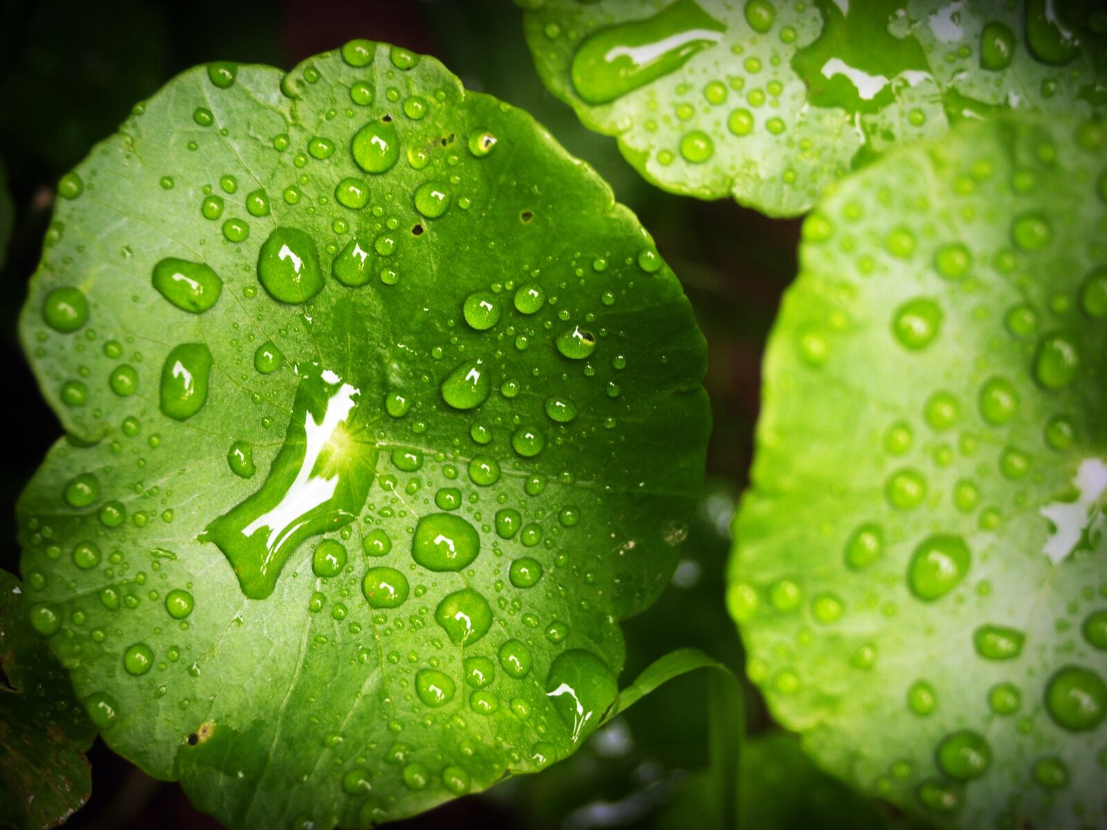 Olympus E-300 (EVOLT E-300) sample photo. Leaf, water, green photography