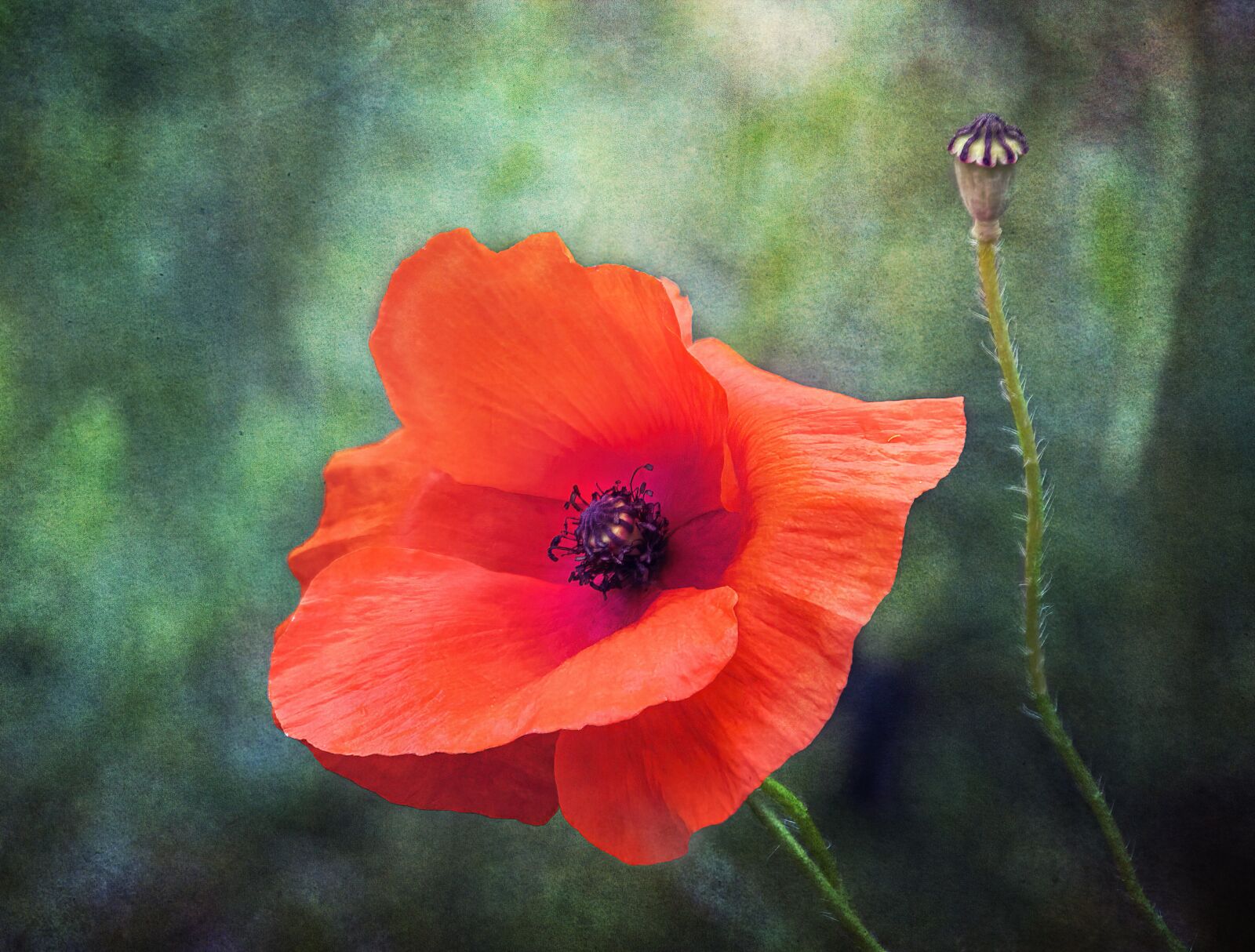 Sigma 100-400mm F5-6.3 DG OS HSM sample photo. Poppy, wildflower, red photography