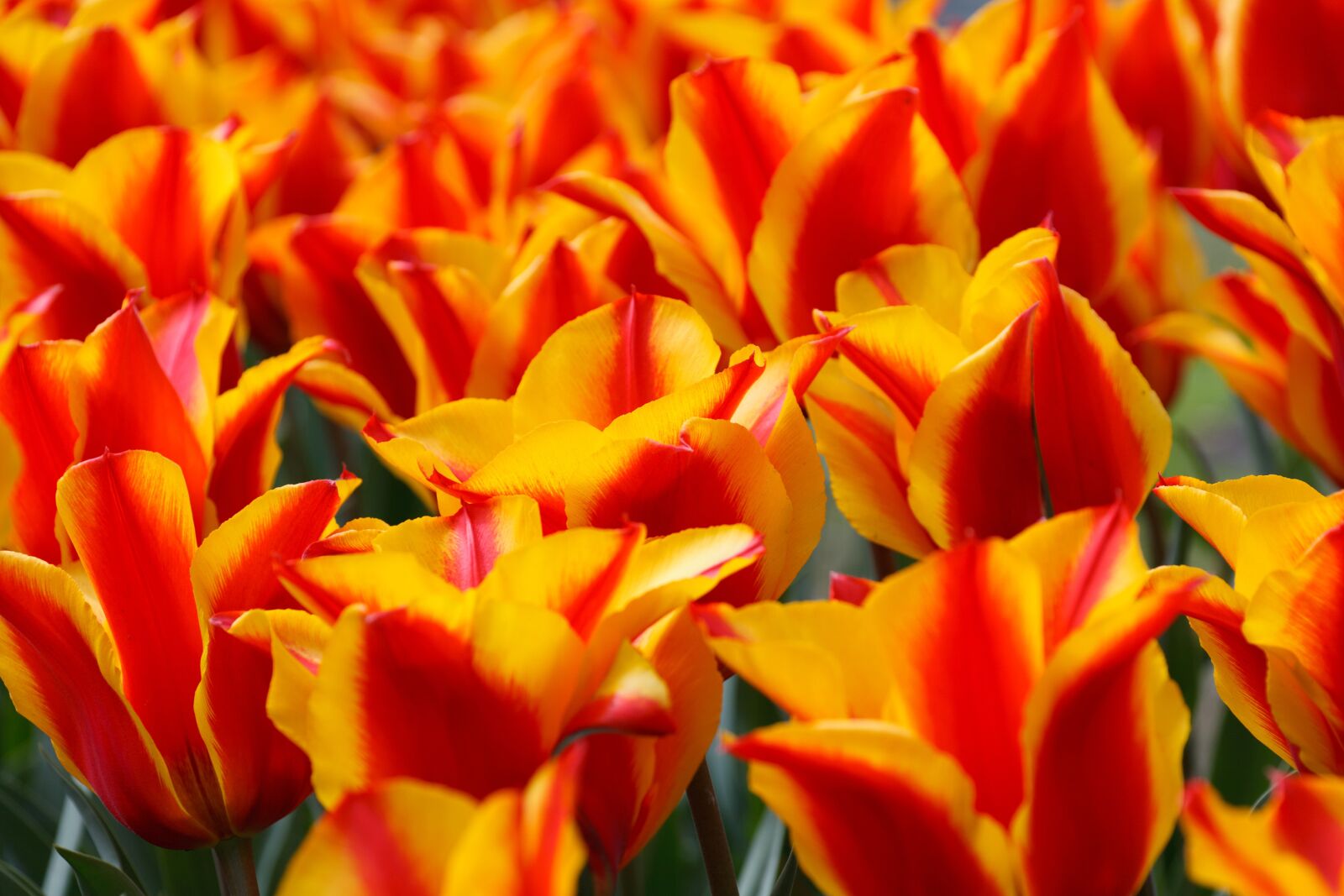 Canon EOS 5D Mark II sample photo. Background, bulbs, flower, flowers photography
