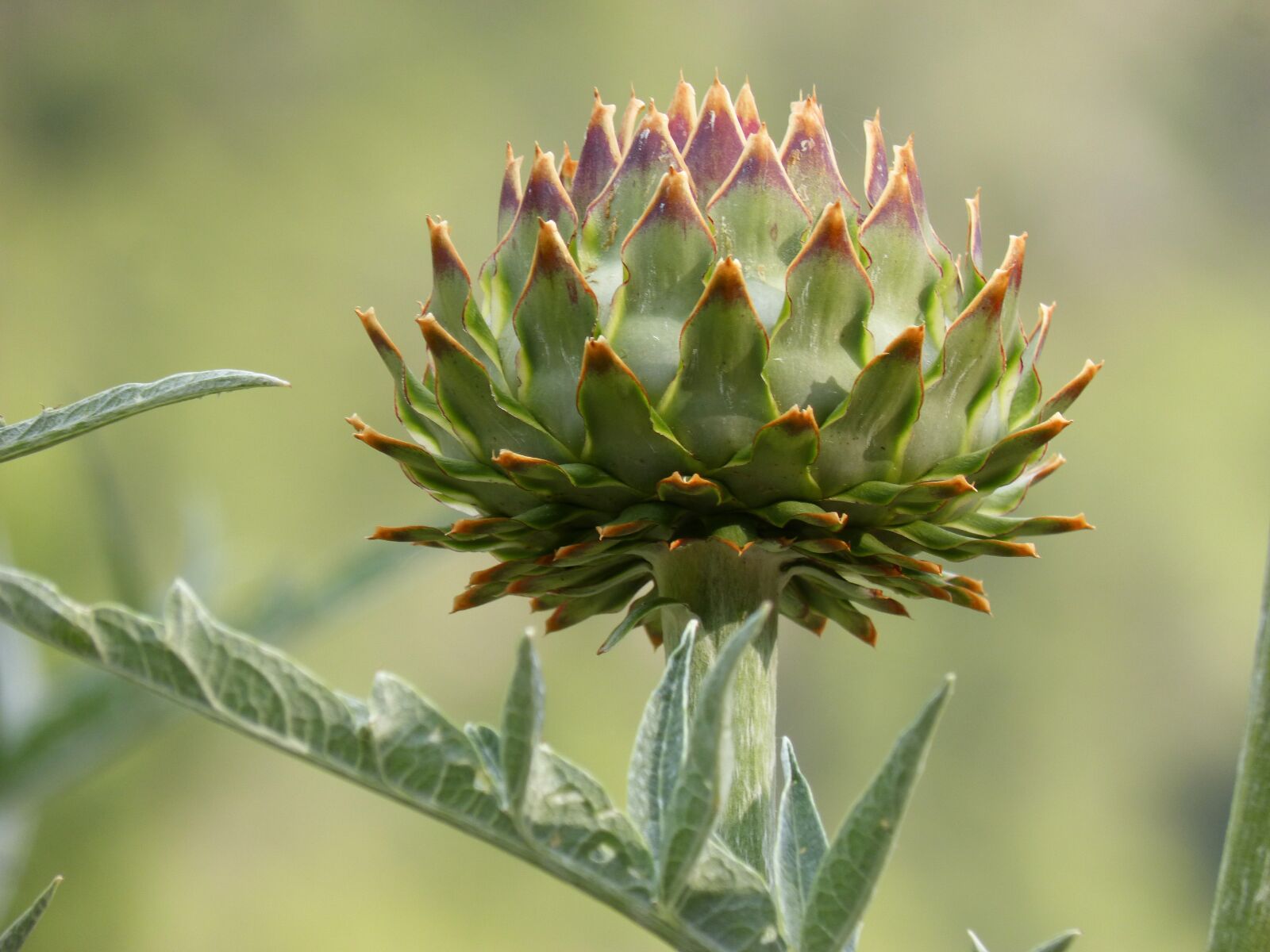 Panasonic DMC-FZ62 sample photo. Artichoke, plant architecture, plant photography