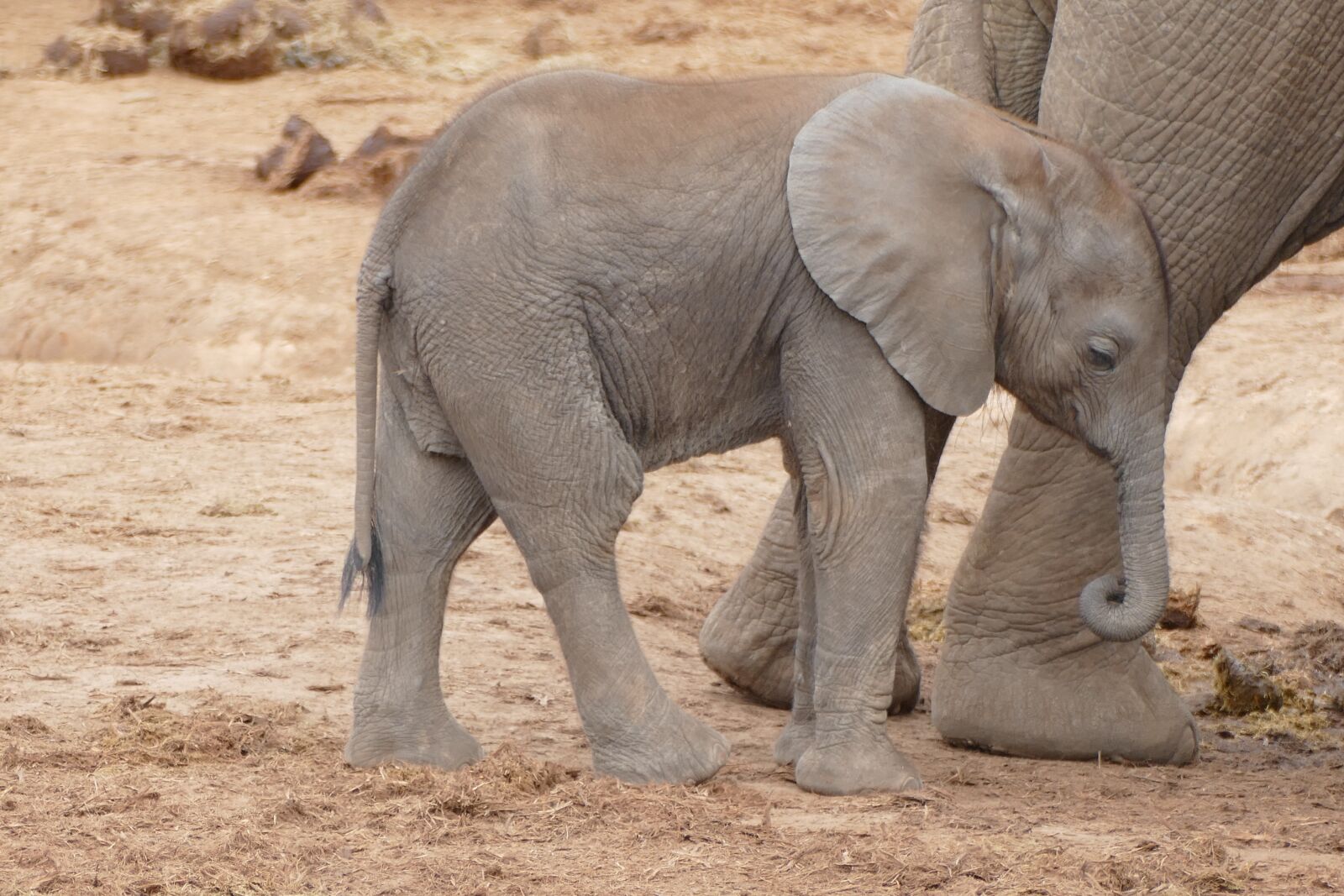 Panasonic Lumix DMC-FZ1000 sample photo. Baby elephant, south africa photography
