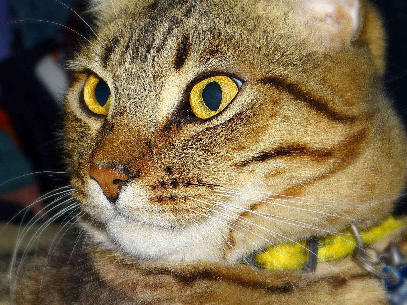 Sony DSC-HX200V sample photo. Cat, tabby, yellow eyes photography