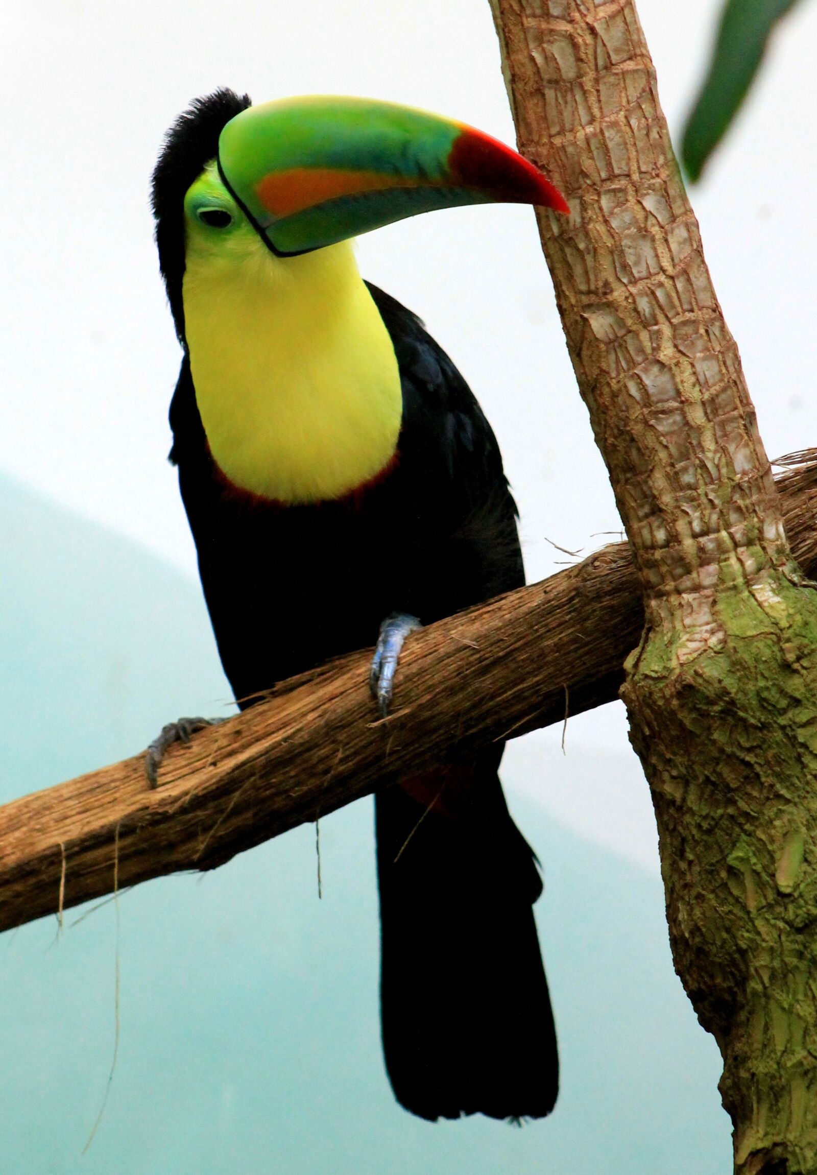 Canon EF 75-300mm f/4-5.6 sample photo. Toucan, bird, tropical bird photography