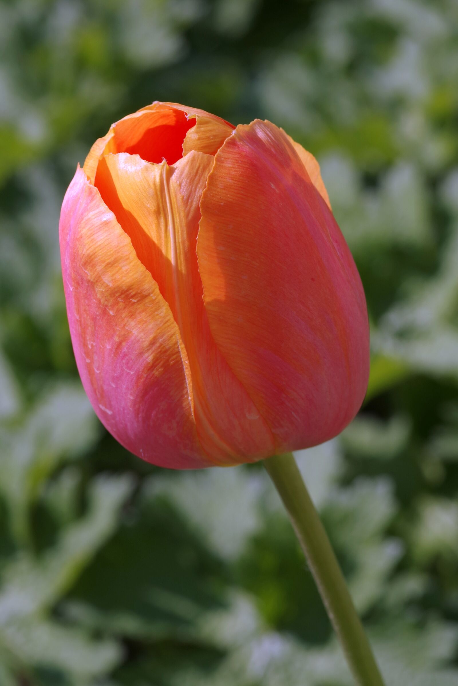 Pentax K-S2 sample photo. Tulip, cup, orange photography