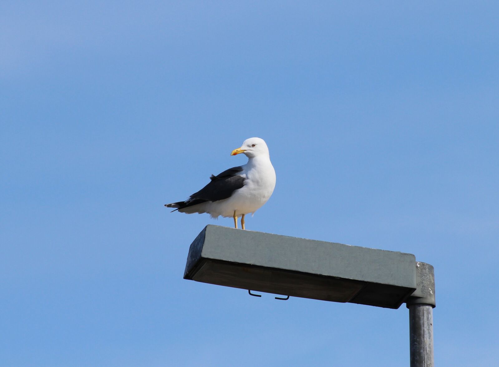 Canon EOS 600D (Rebel EOS T3i / EOS Kiss X5) sample photo. Herring gull, larus argentatus photography