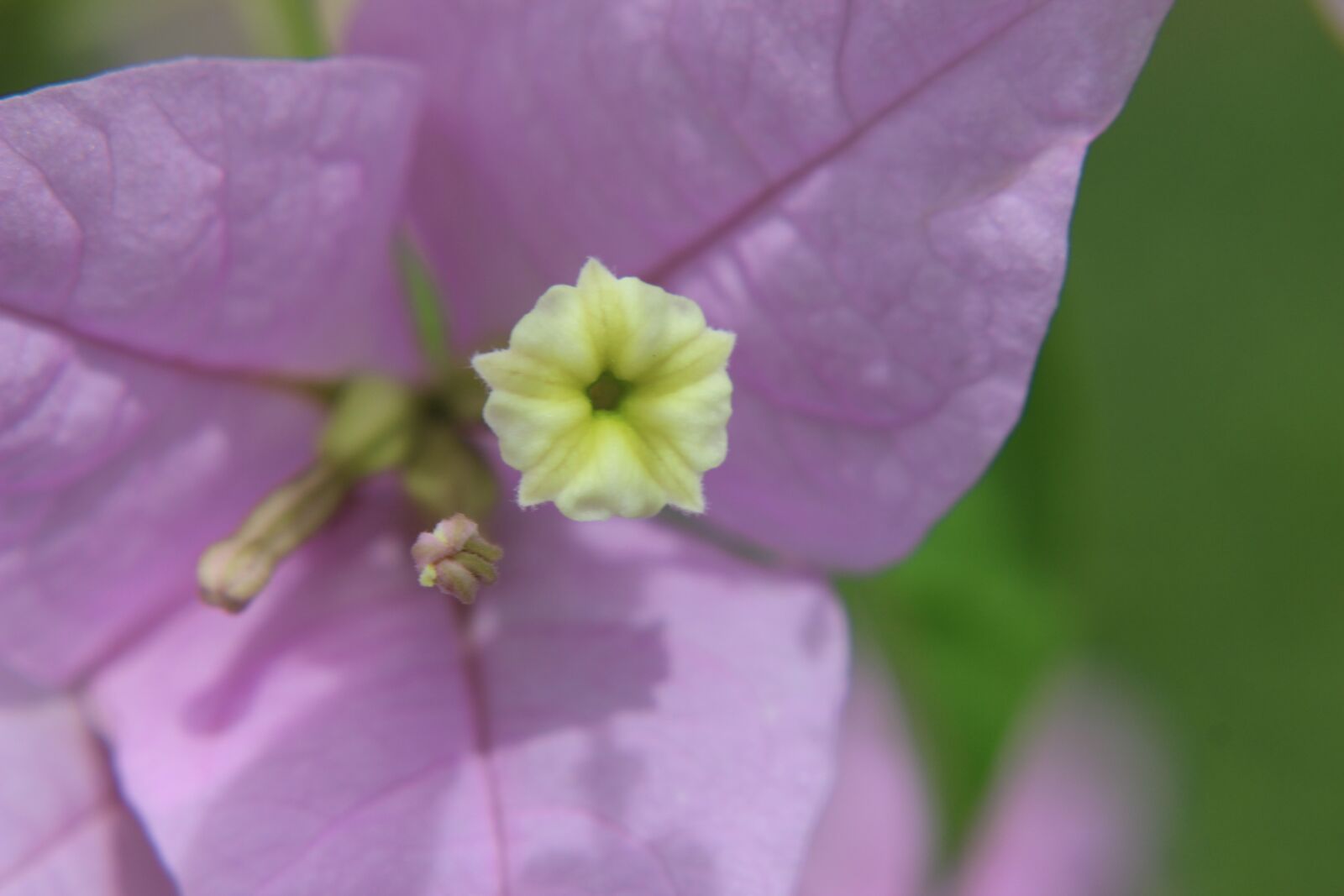 Canon EOS 600D (Rebel EOS T3i / EOS Kiss X5) sample photo. Flower, blossom, bloom photography