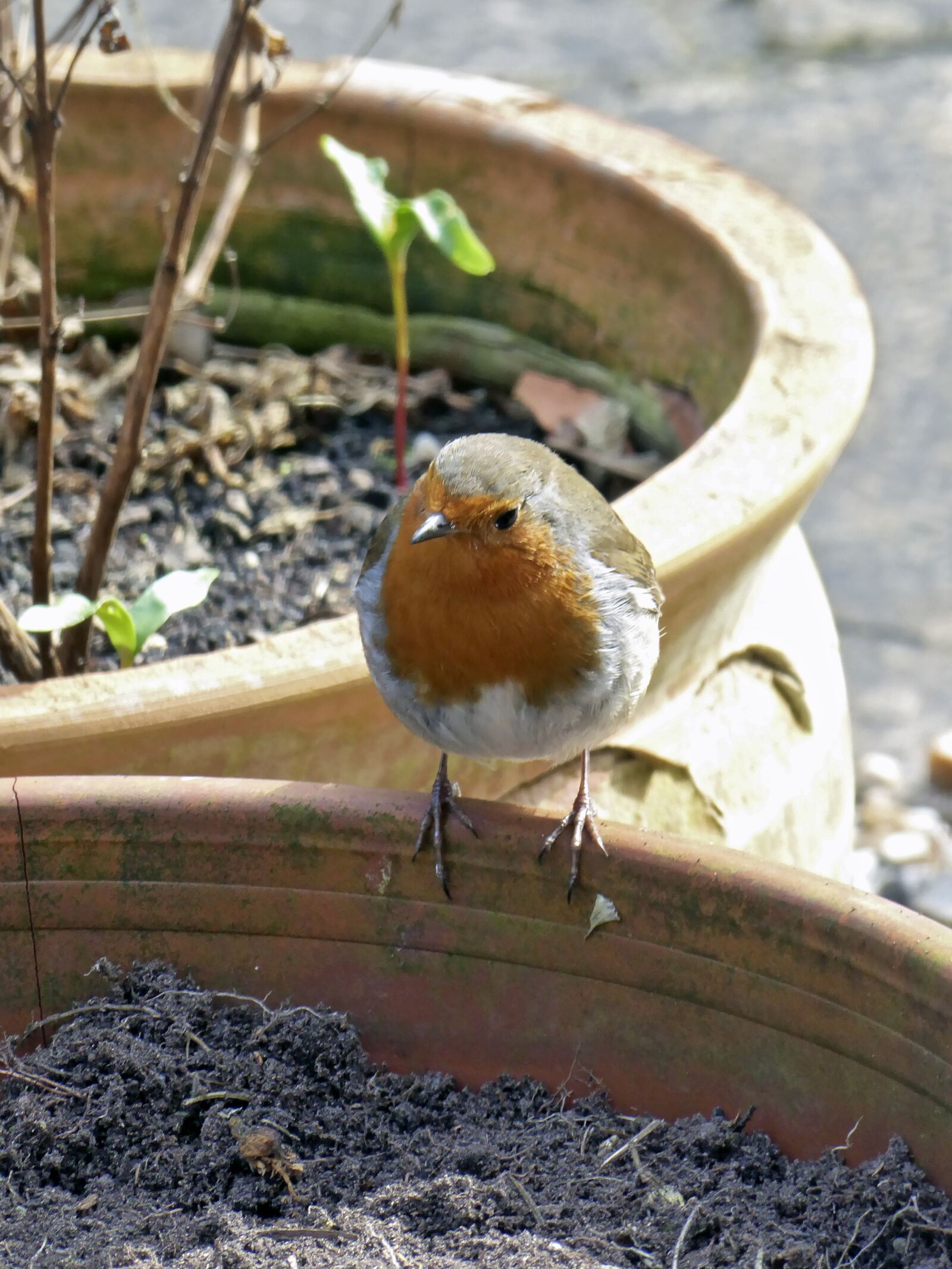 Panasonic Lumix DMC-ZS50 (Lumix DMC-TZ70) sample photo. Robin, bird, nature photography