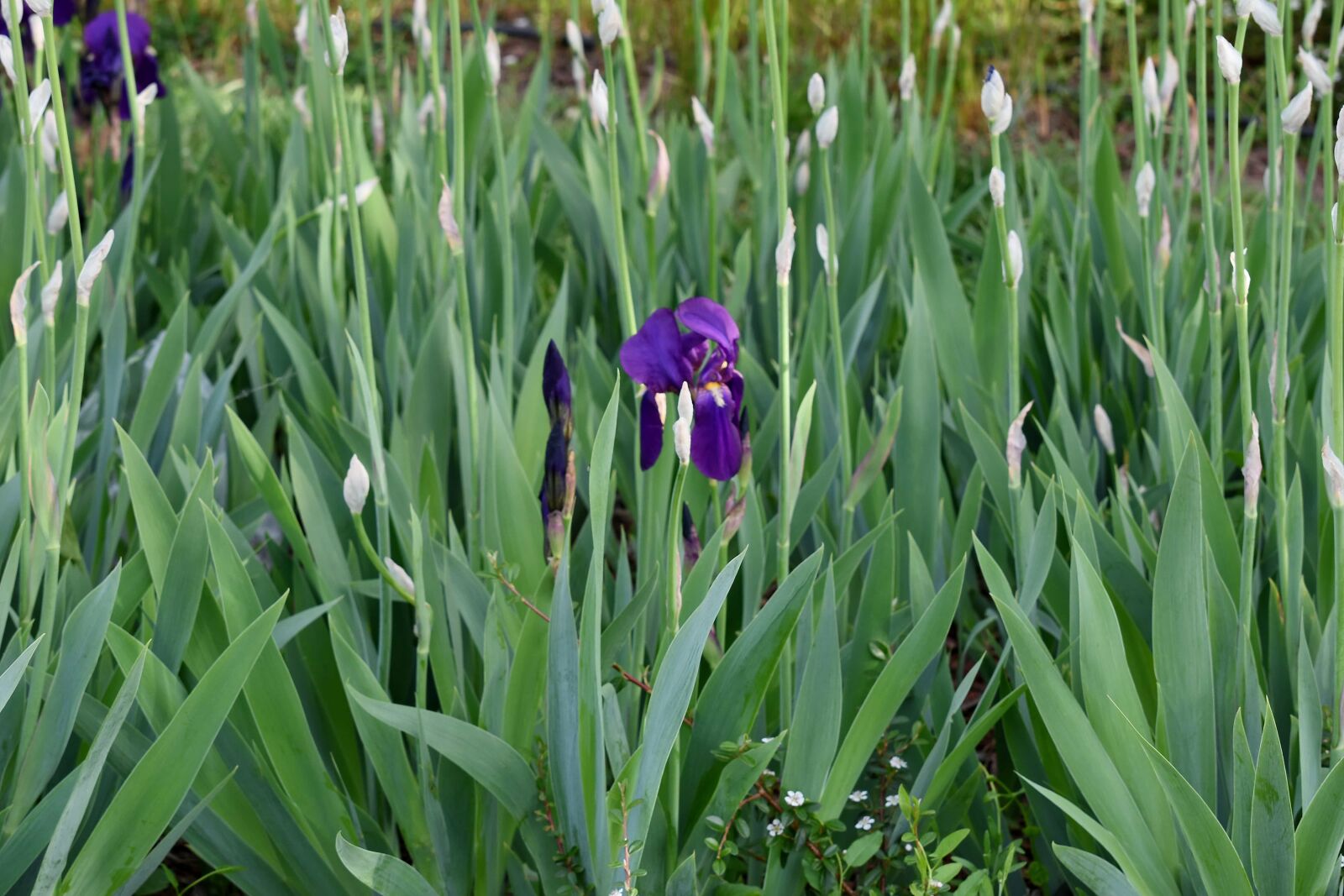 Nikon D5500 sample photo. Botany, horticulture, iris, herb photography