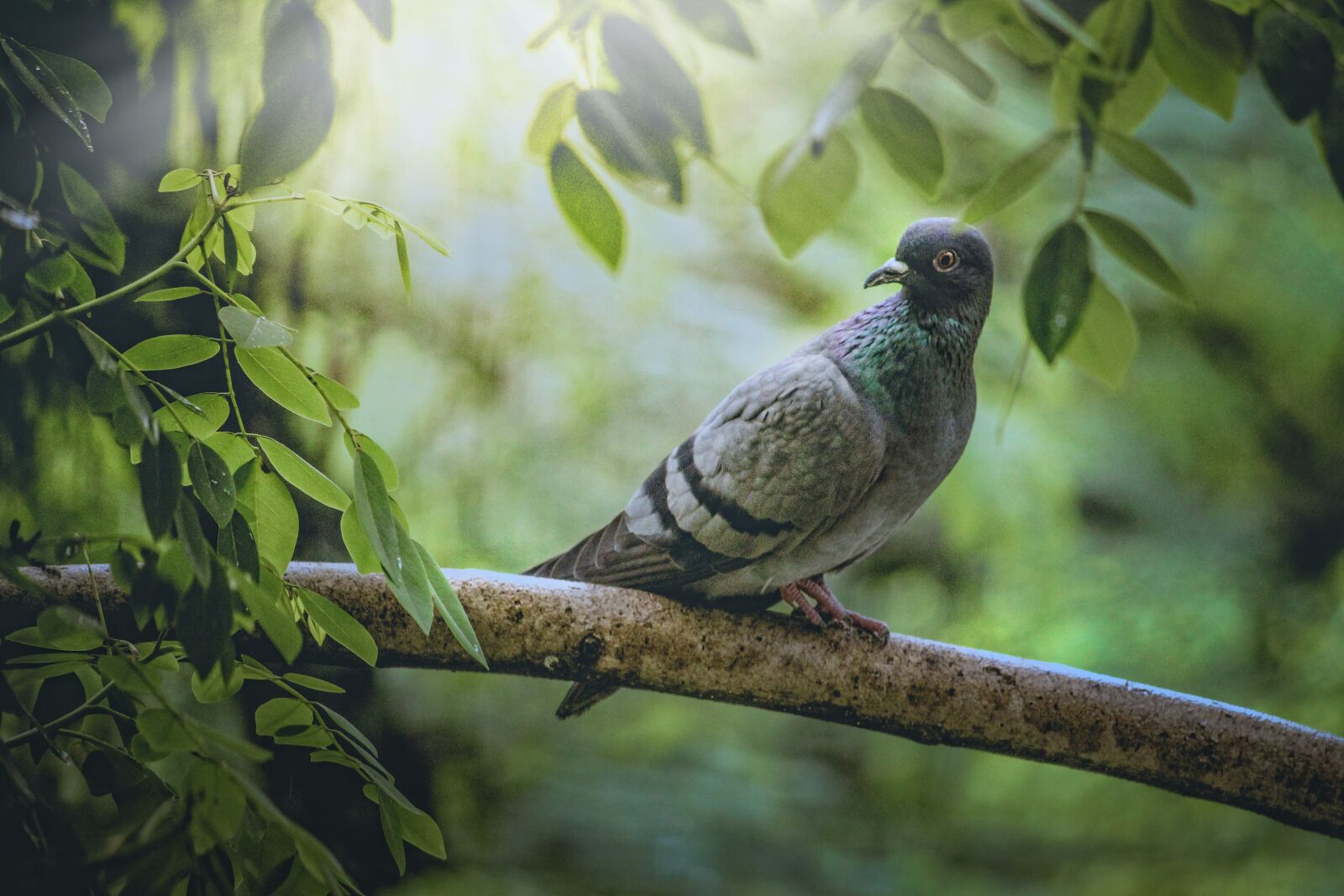 Canon EOS 1300D (EOS Rebel T6 / EOS Kiss X80) sample photo. Pigeon, animal, bird photography