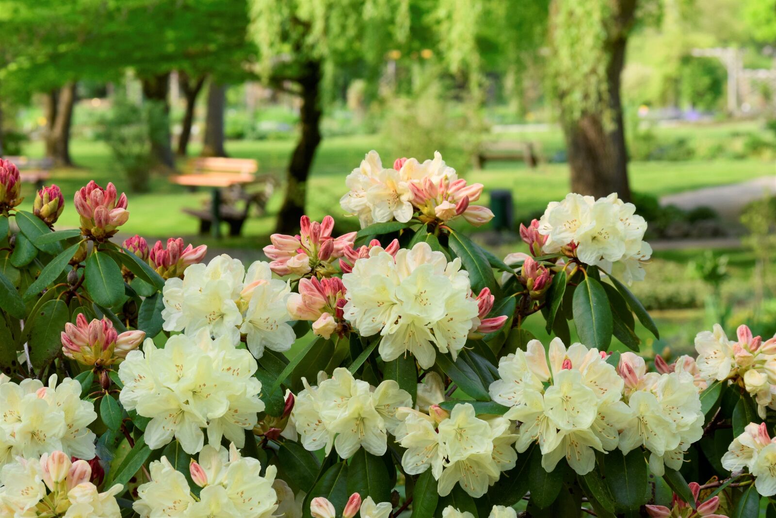 Nikon D5300 sample photo. Rhododendron, rosenbaum, blossom photography
