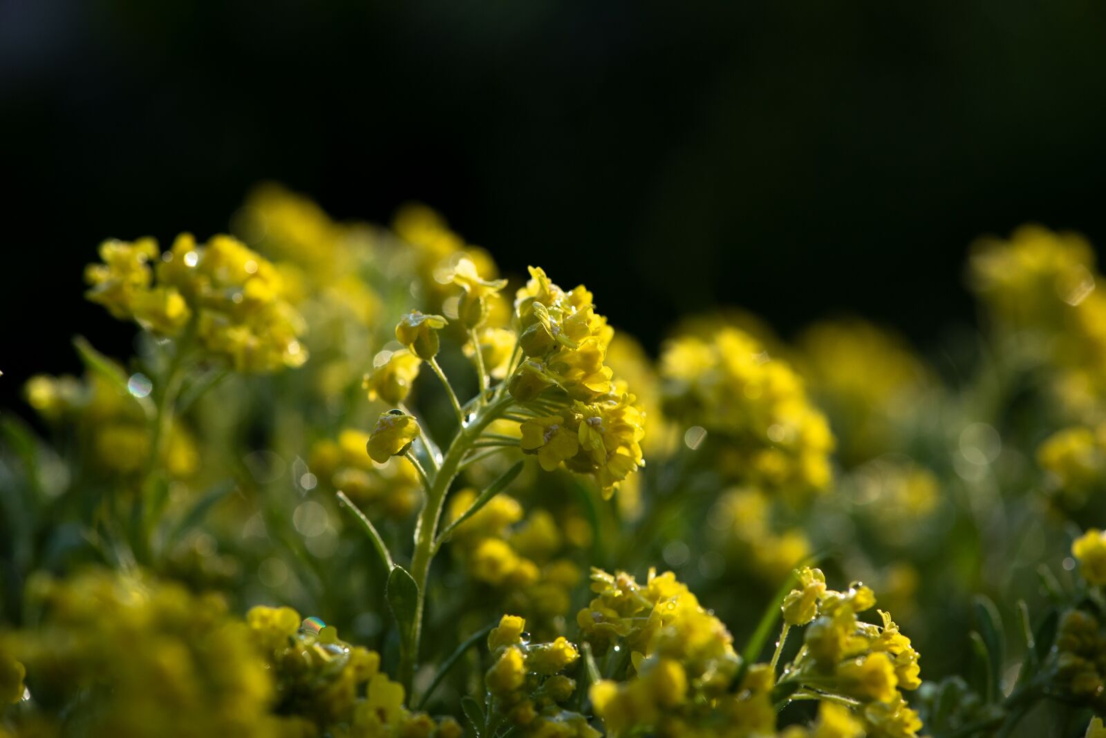 Nikon D750 sample photo. Flowers, yellow, cushion flower photography