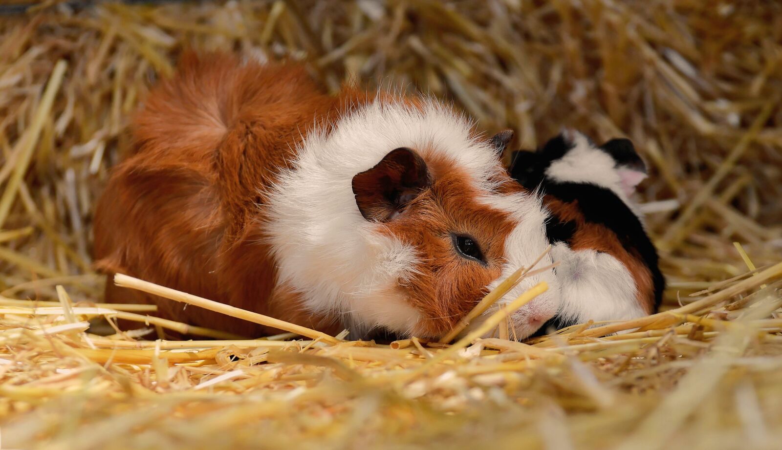Nikon D3200 sample photo. Guinea pig, nager, rodent photography