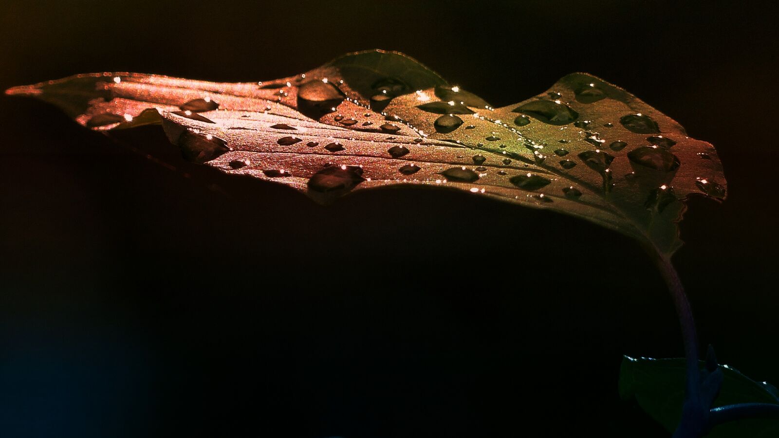 Panasonic Lumix DMC-FZ200 sample photo. Nature, insect, invertebrate photography