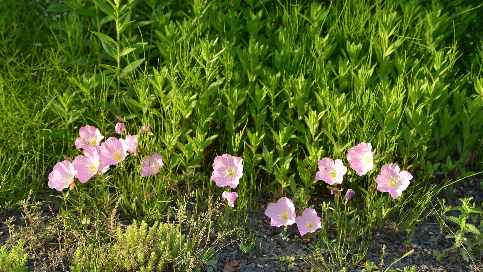 Nikon D800 sample photo. Flowers, spring, wildflower photography