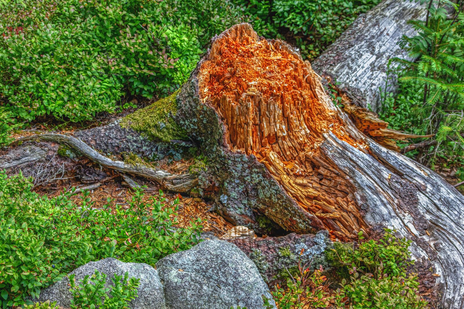 Canon EOS 60D sample photo. Tree stump, nature, tree photography