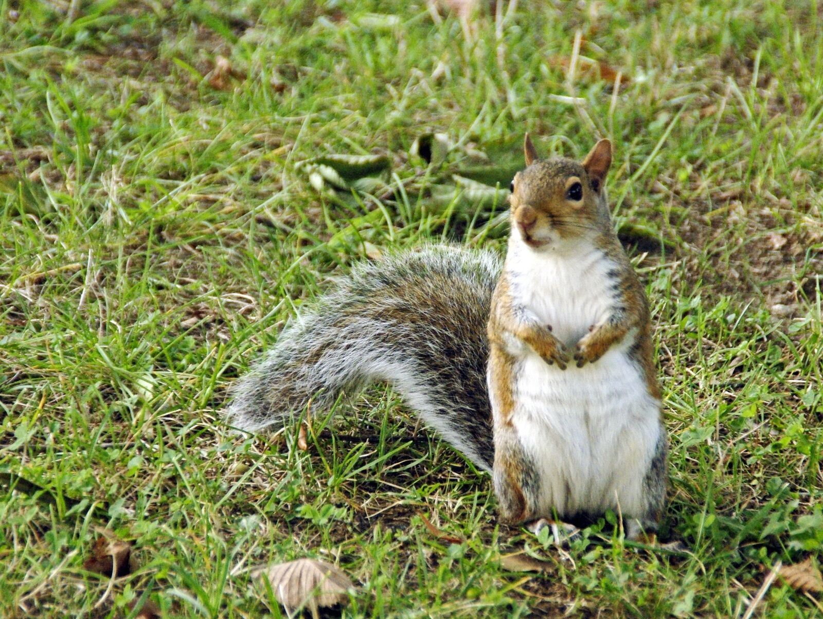 Pentax K200D sample photo. Squirrel, nature, rodent photography