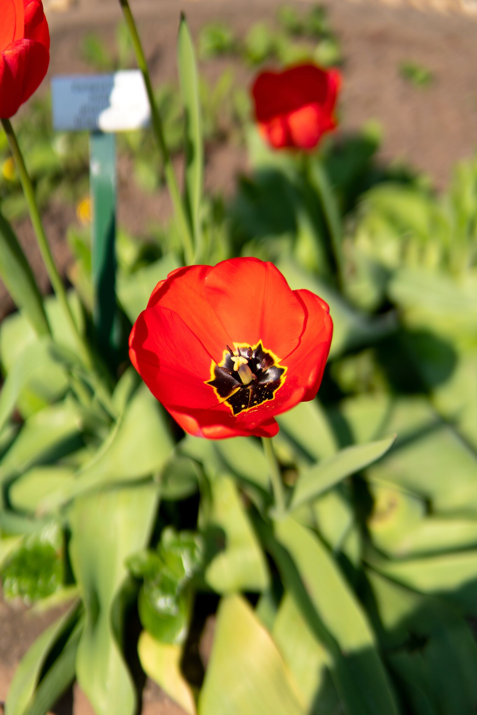 Sony a6300 + 30mm F1.4 DC DN | Contemporary 016 sample photo. Spring, flowers, blossom photography
