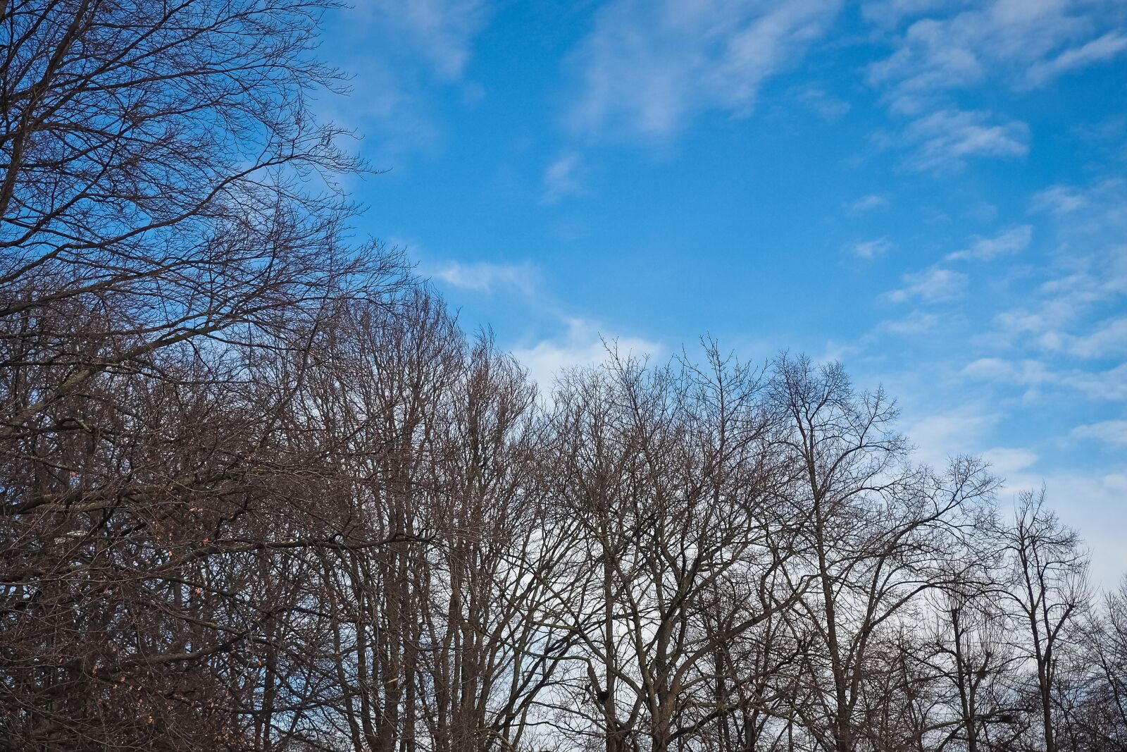 Olympus OM-D E-M10 sample photo. Trees, winter, forest photography