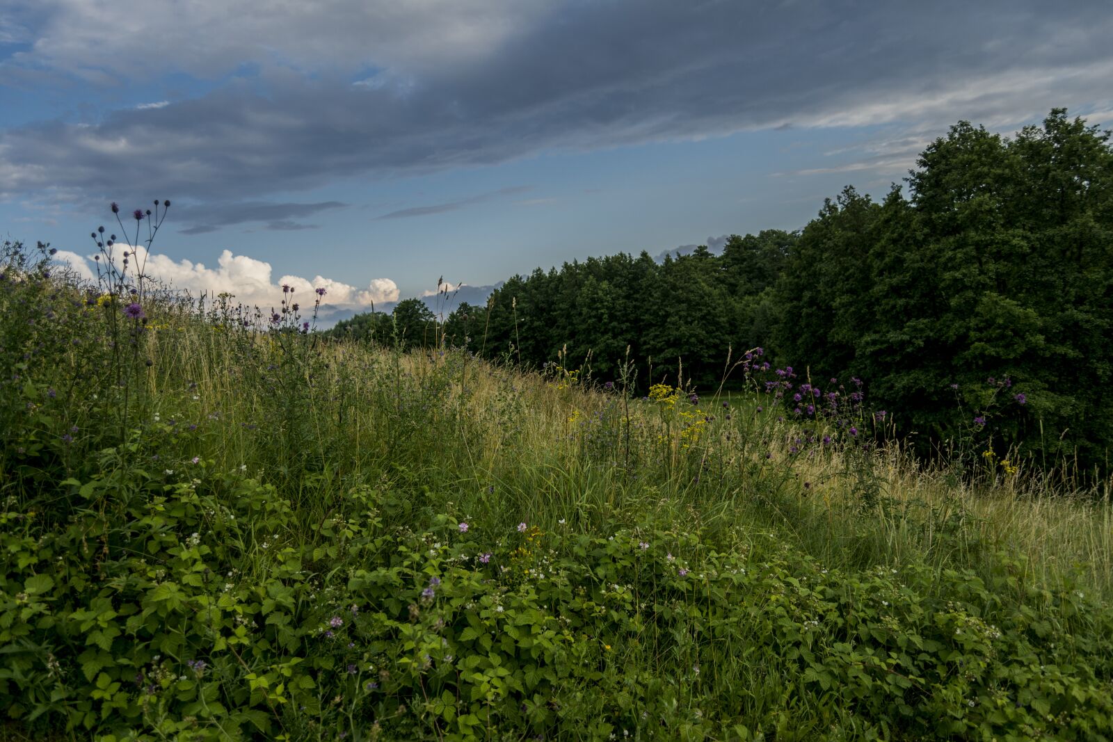 Nikon D7100 sample photo. Landscape, summer, nature photography