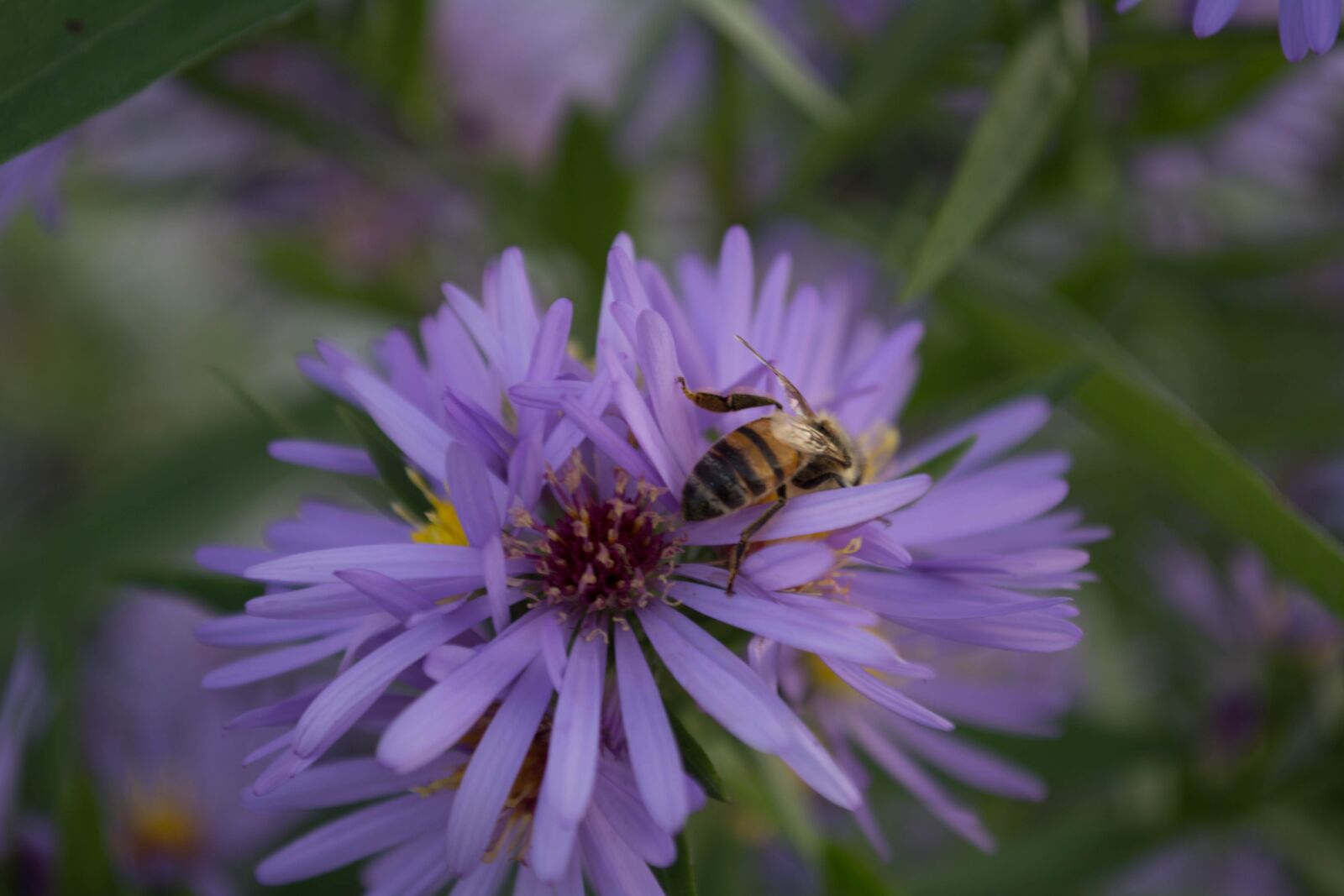 Nikon D5200 sample photo. Purple, flower, wild photography
