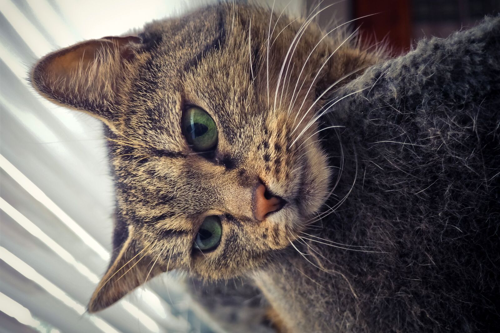 Olympus OM-D E-M10 sample photo. Animal, cat, pet photography