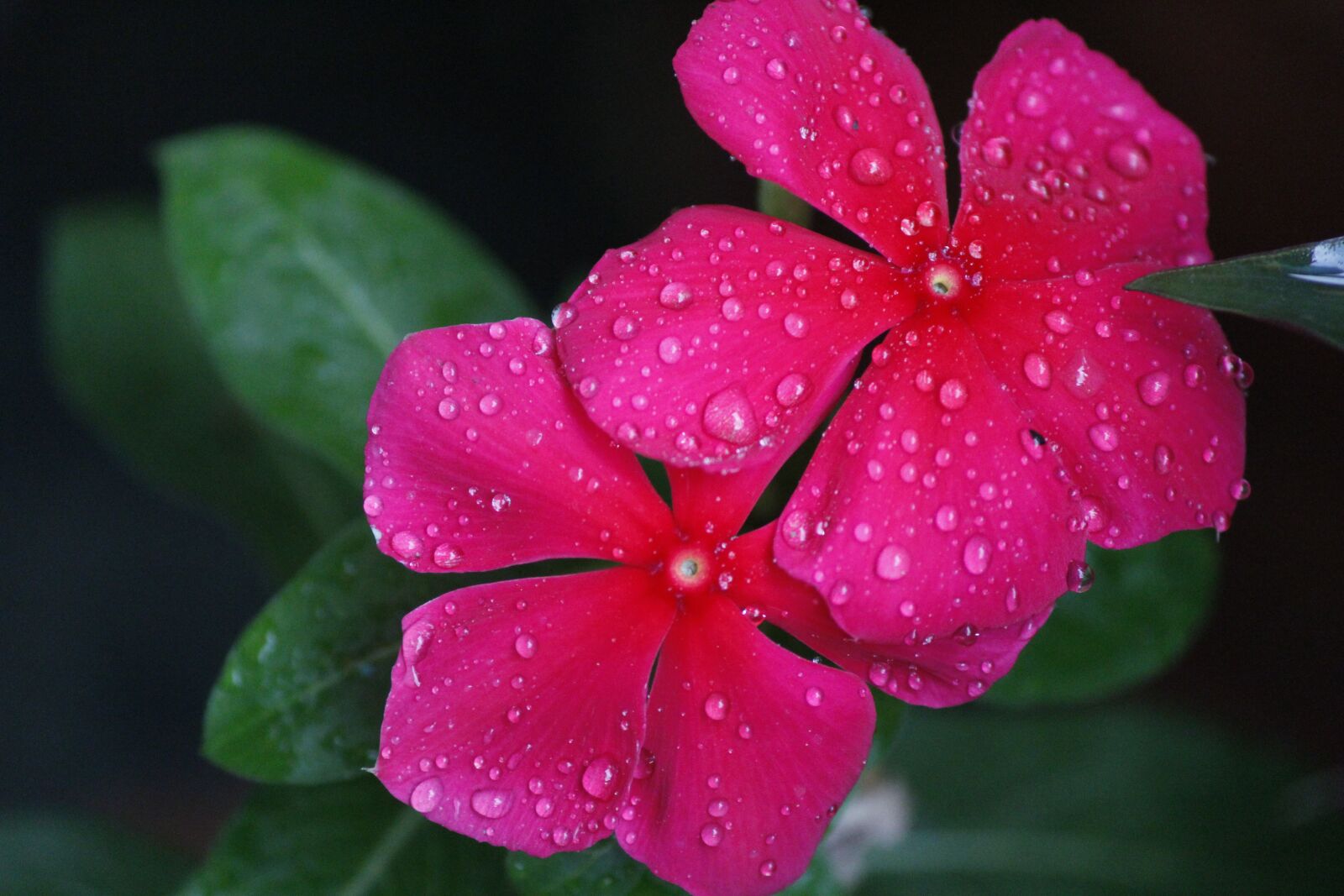 Canon EOS 1200D (EOS Rebel T5 / EOS Kiss X70 / EOS Hi) sample photo. Pink flower, depth of photography