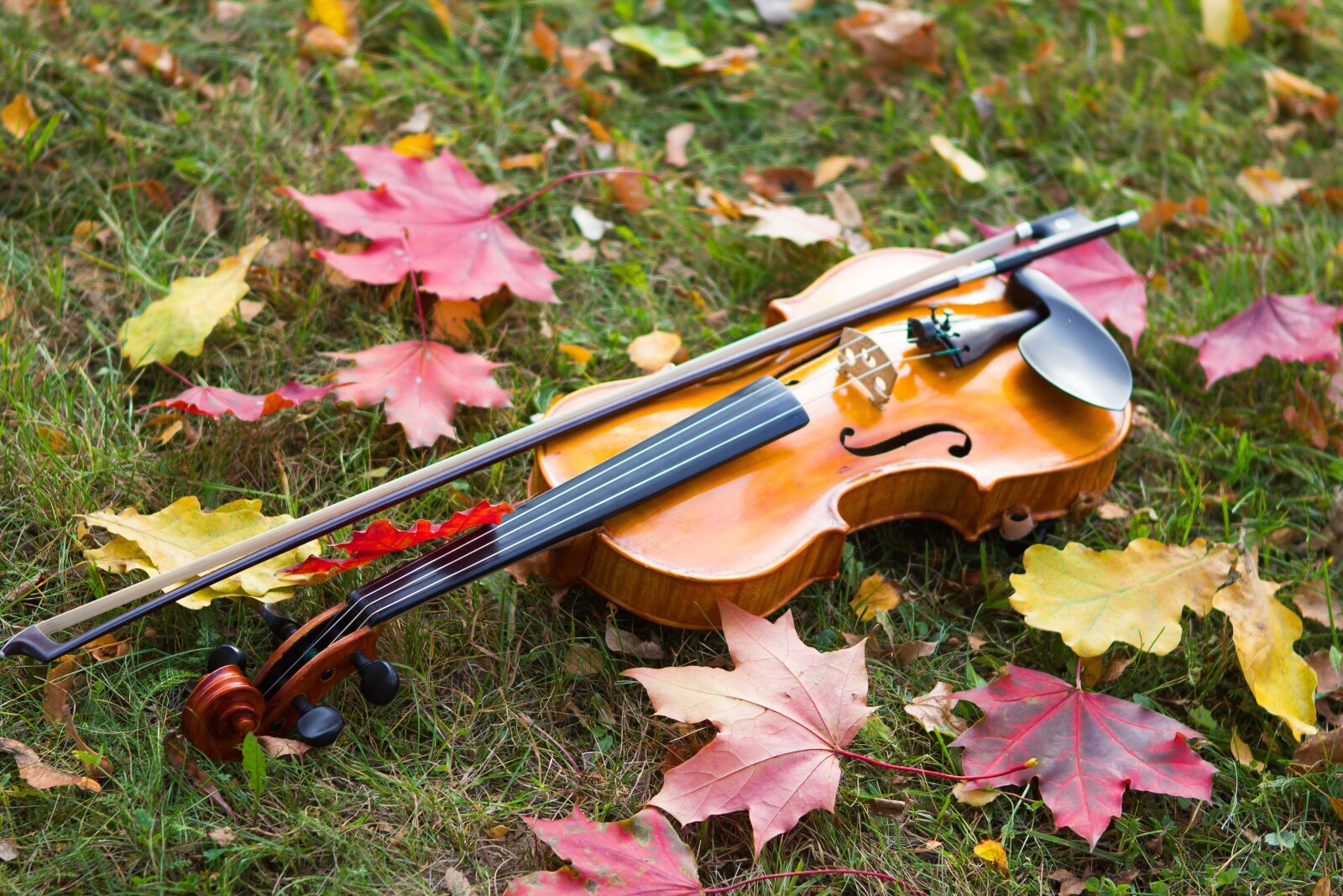 Canon EOS 60D + Canon EF 24-70mm F2.8L USM sample photo. Autumn, violin, musical instrument photography