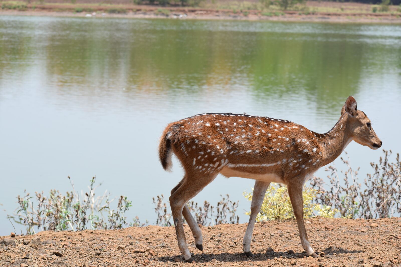 Nikon D5300 sample photo. Deer, nature, wildlife photography