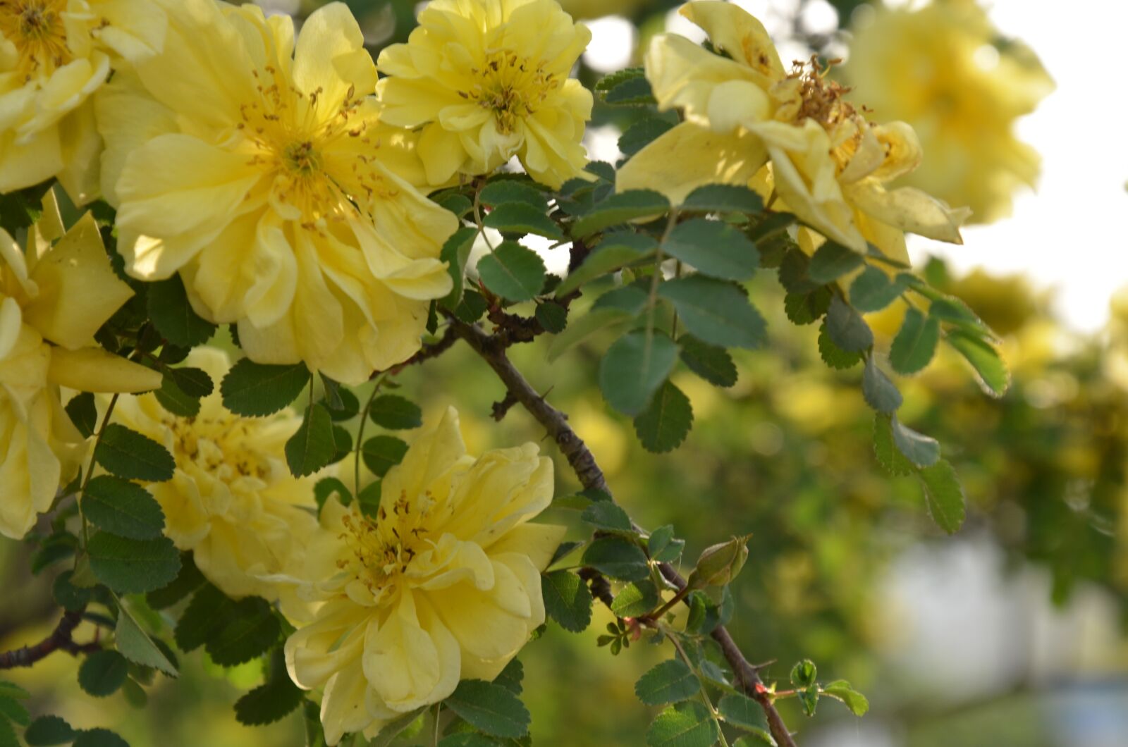 Nikon D7000 sample photo. Spring, yellow flowers, near photography