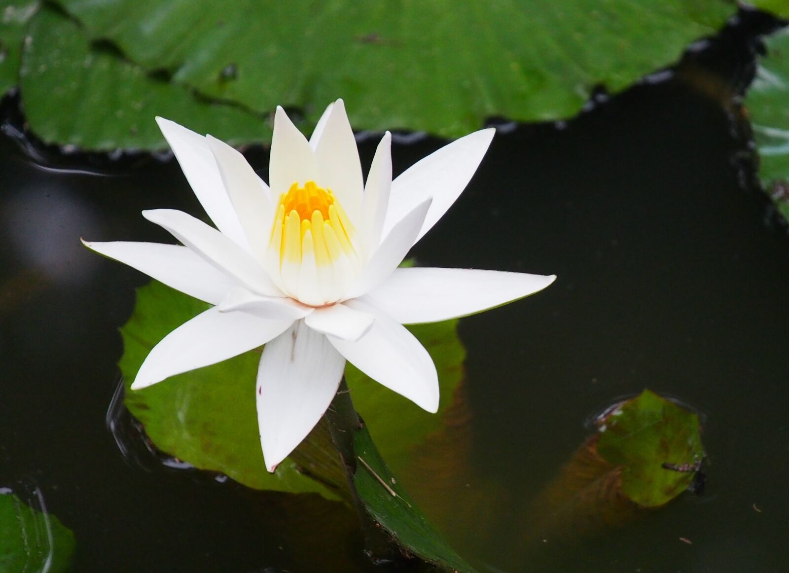 Olympus OM-D E-M5 sample photo. Flower, flora, pool photography