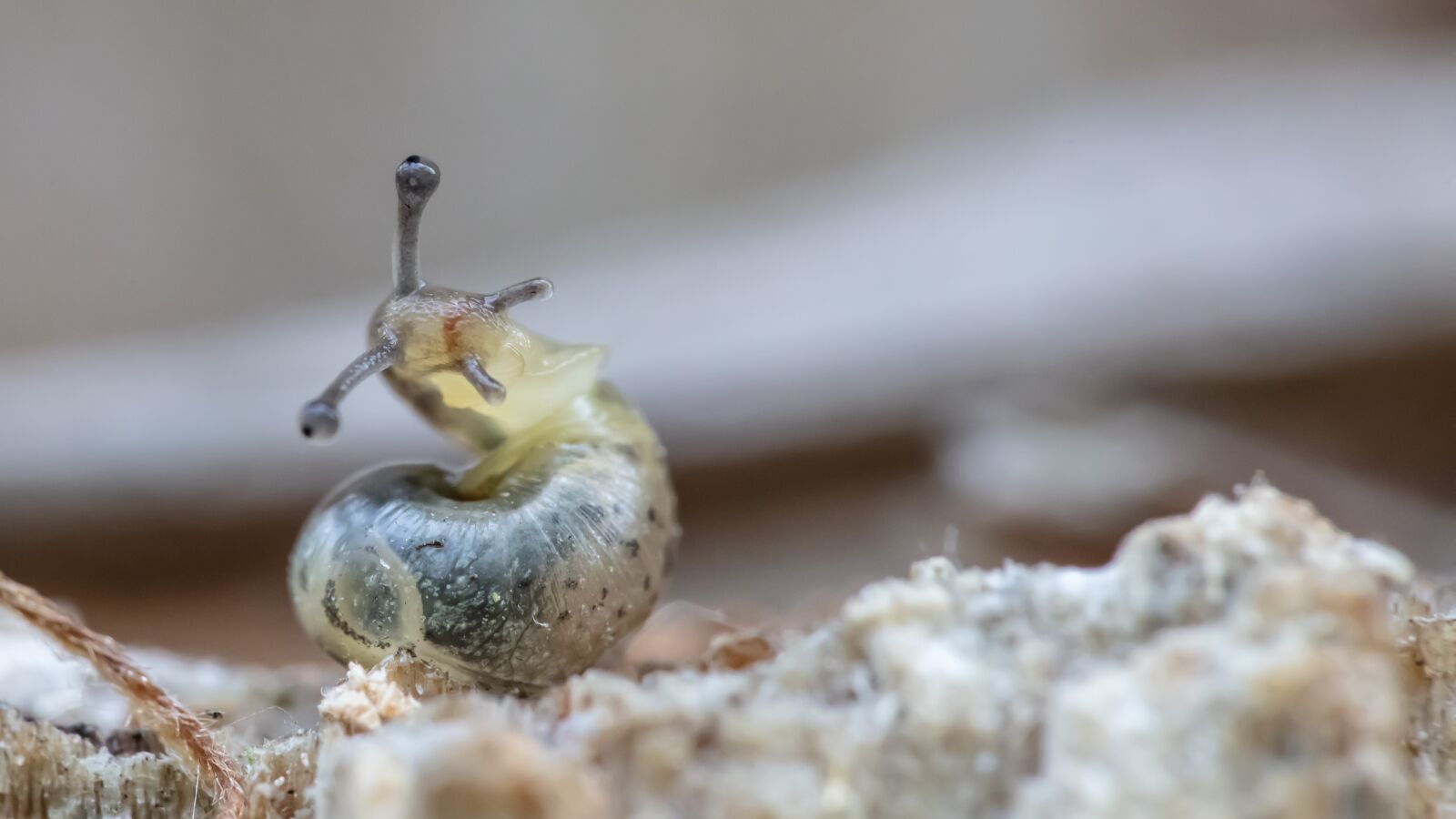 Canon EOS 5DS sample photo. Macro, slug, animals photography