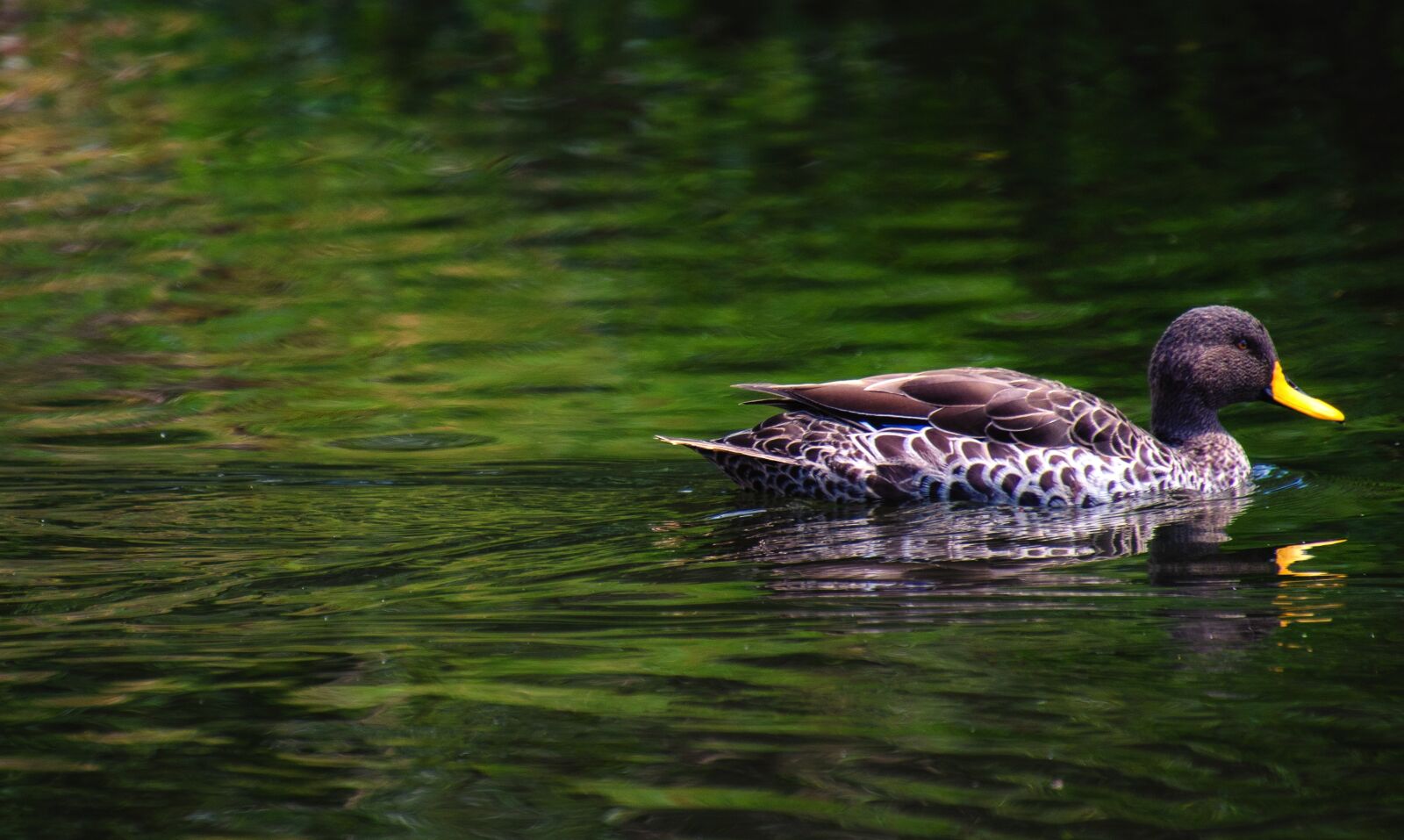 Nikon D7000 sample photo. Ducks, water, bird photography