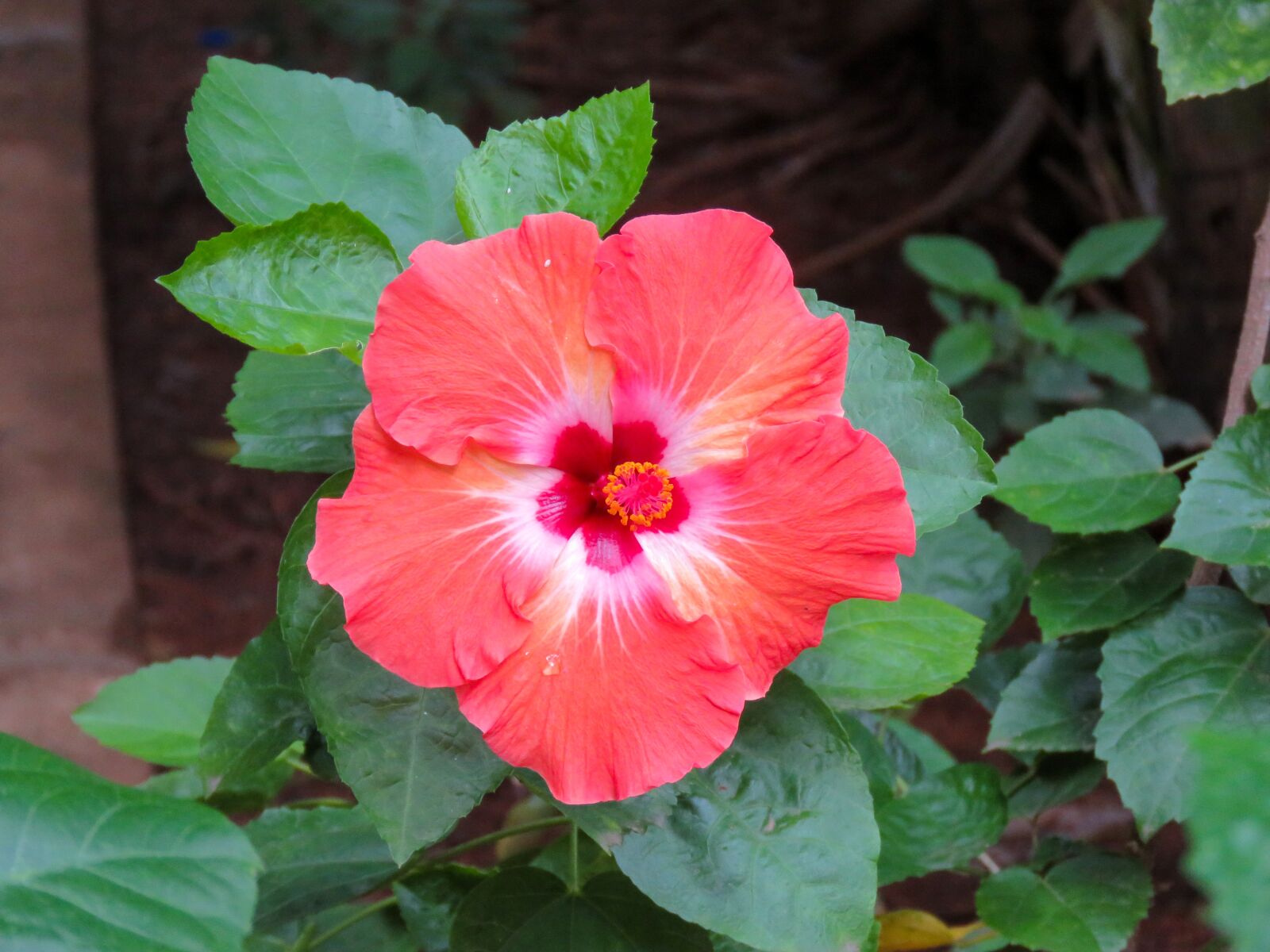 Canon PowerShot SX60 HS sample photo. Hibiscus, red pink, flower photography