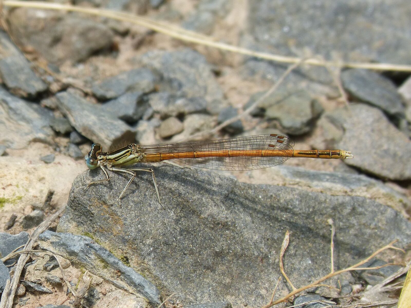 Panasonic DMC-FZ62 sample photo. Dragonfly, damselfly, coenagrionidae photography