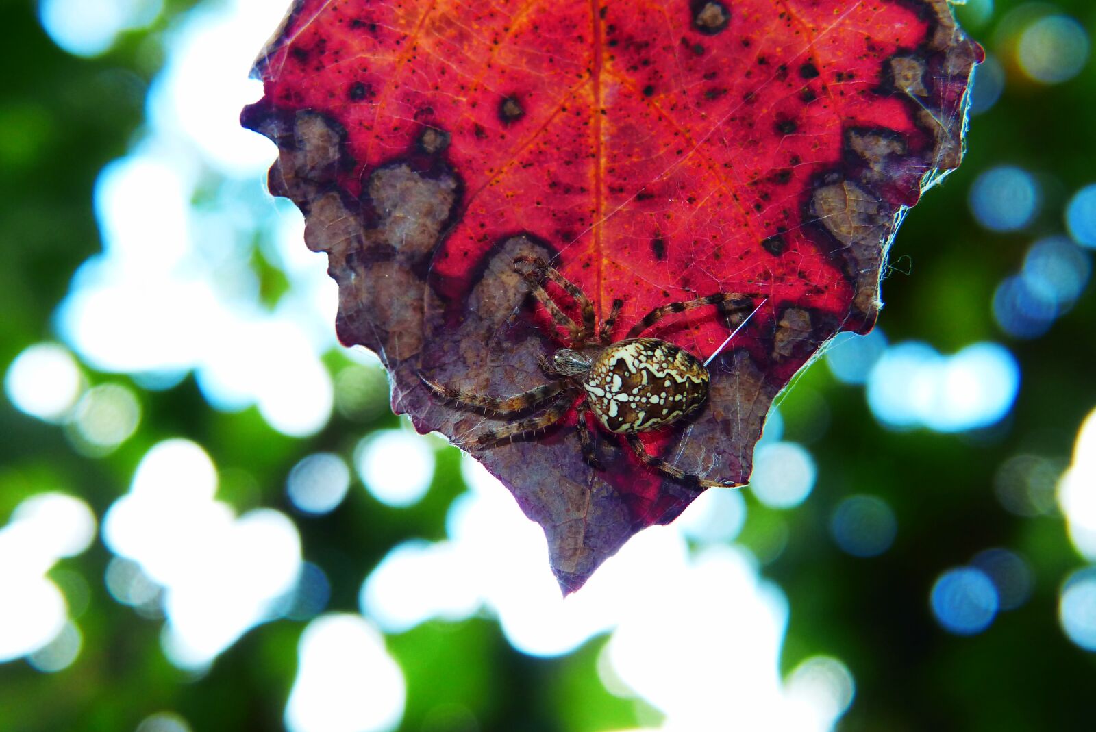 Panasonic Lumix DMC-FZ200 sample photo. Signs of autumn, leaf photography