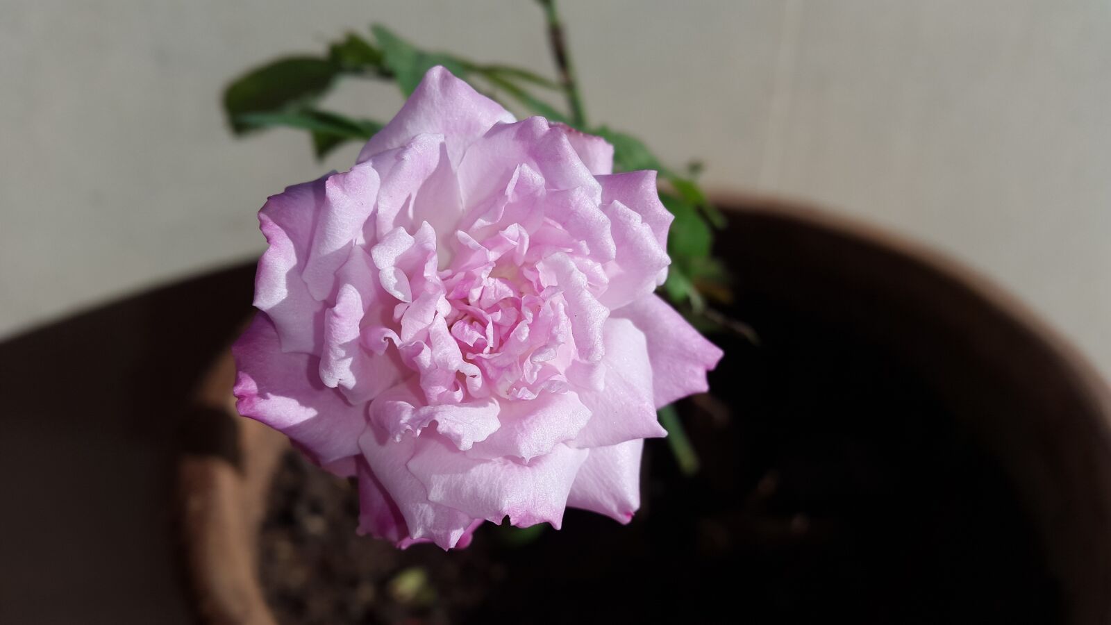 Samsung Galaxy S5 sample photo. Flower, rosa, nature photography