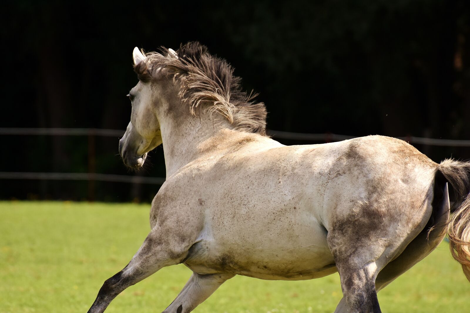 Nikon D7200 sample photo. Mold, horse, love for photography