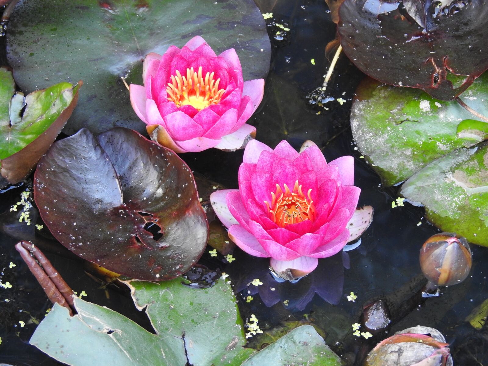 Nikon Coolpix P900 sample photo. Water lily, pink, aquatic photography