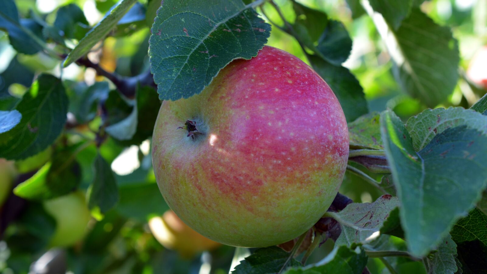 Nikon D5200 sample photo. Apple, fruit, boskop photography