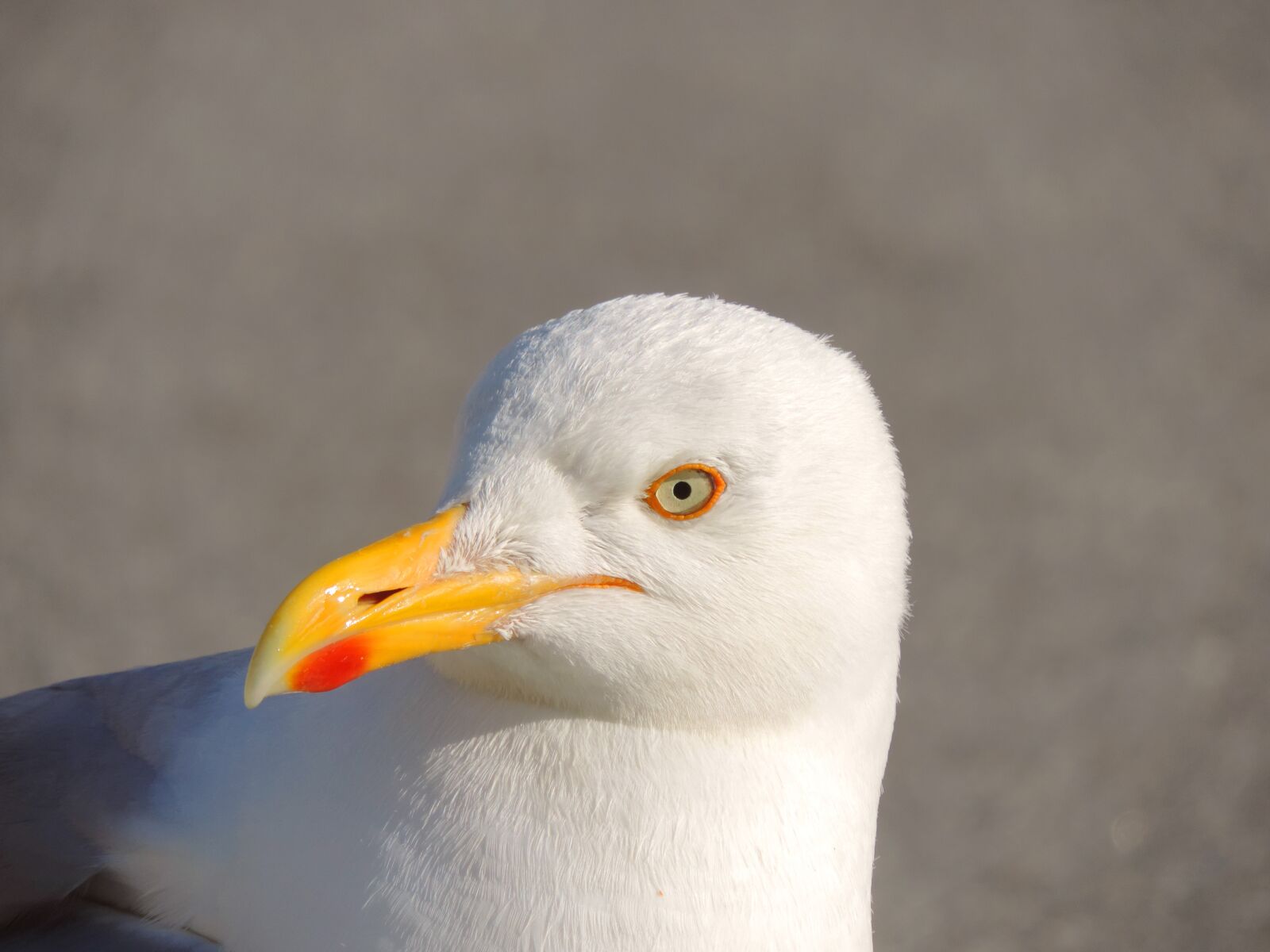 Nikon Coolpix P520 sample photo. Seagull, herring gull, bird photography