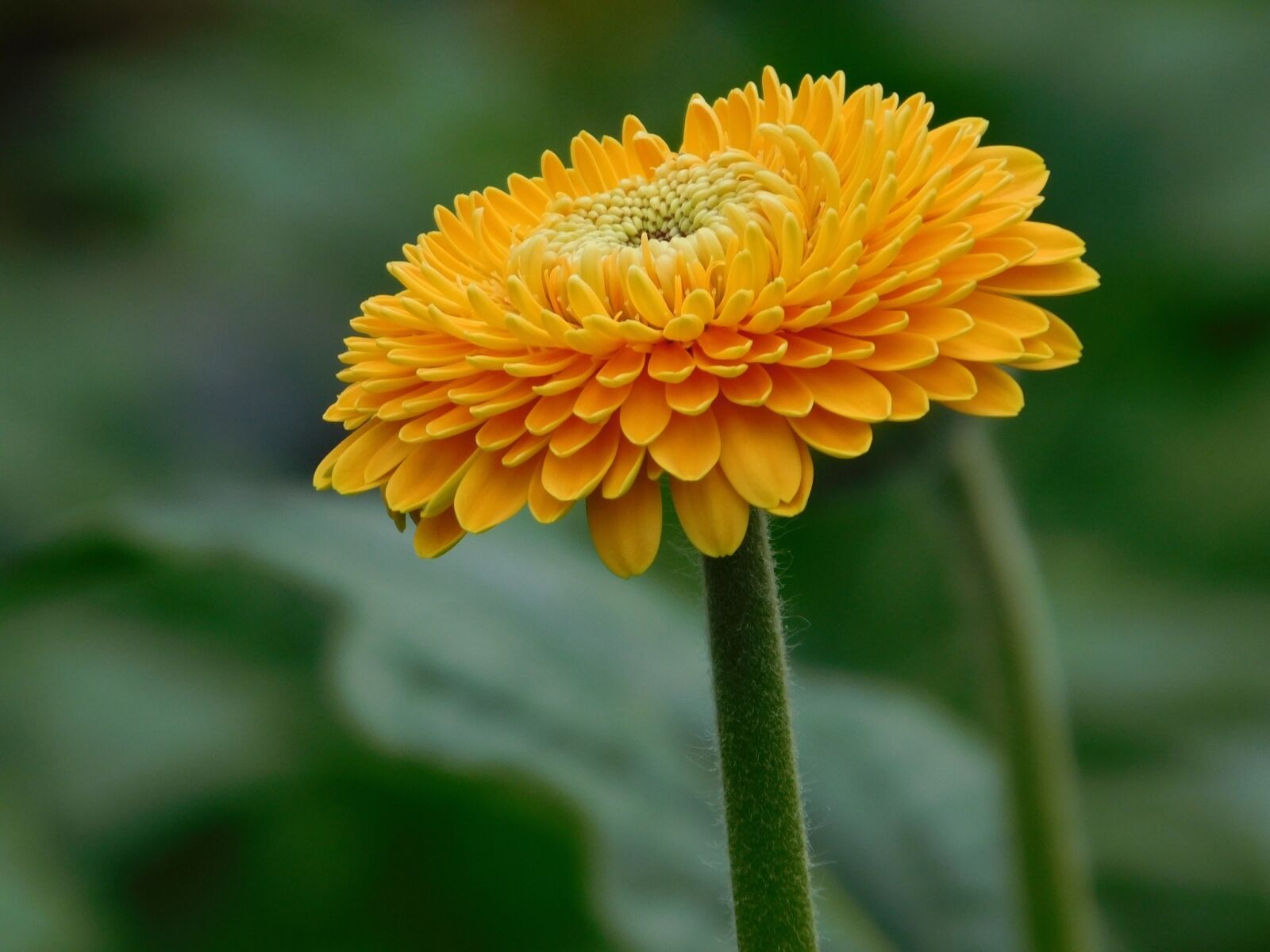 Nikon Coolpix L840 sample photo. Flower, gerbera, yellow photography