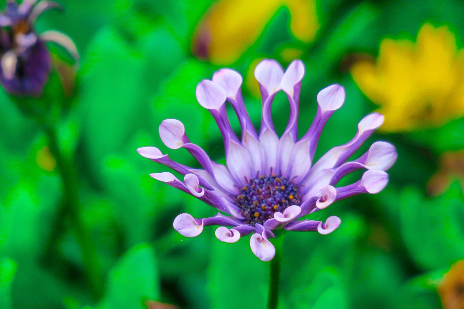 Canon PowerShot G3 X sample photo. Flower, xie, hua xie photography