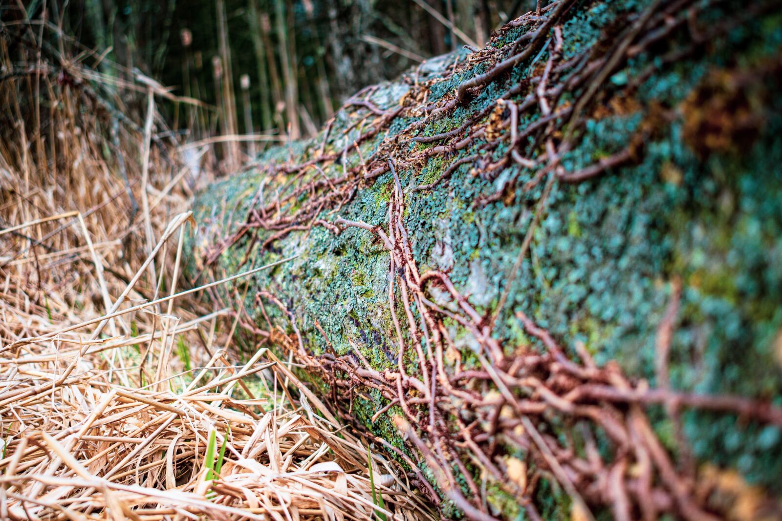 Nikon D5600 sample photo. Vines, color, log photography