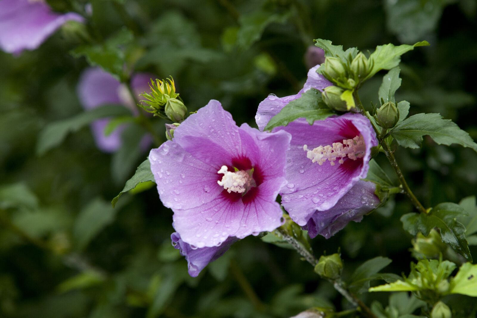 Canon EOS 5D sample photo. Nature, plants, park photography