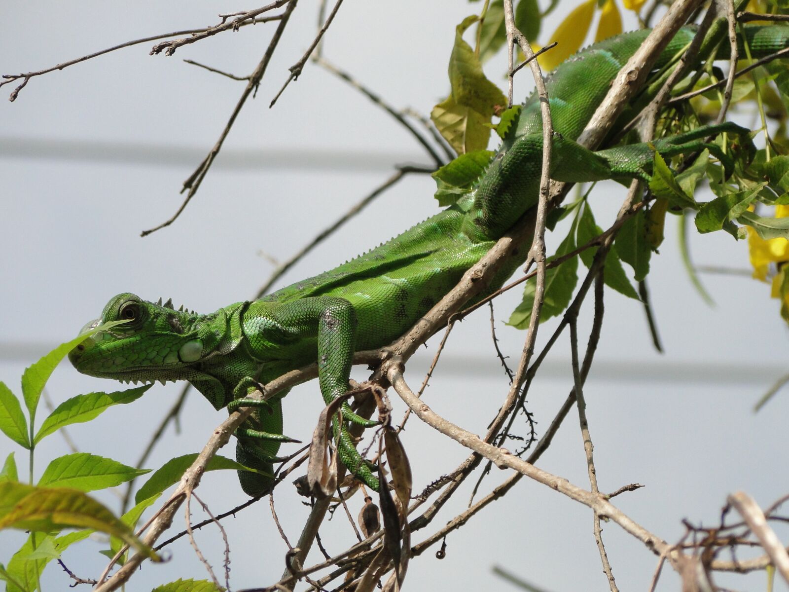 Sony Cyber-shot DSC-HX1 sample photo. Animal, iguana, reptile photography